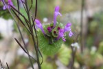 ホトケノザ	仏の座	Lamium amplexicaule	3～6月